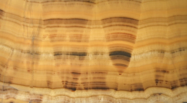 Onyx Miele ( Honey ) V/C - 204